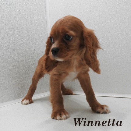 puppy, for, sale, Cockilear, Joe & Cherri  Overlease, dog, breeder, Miller, MO, dog-breeder, puppy-for-sale, forsale, nearby, find, puppyfind, locator, puppylocator, aca
